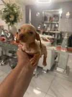 Benji, a male Miniature Dachshund for sale in Orlando, FL – 3 of 3