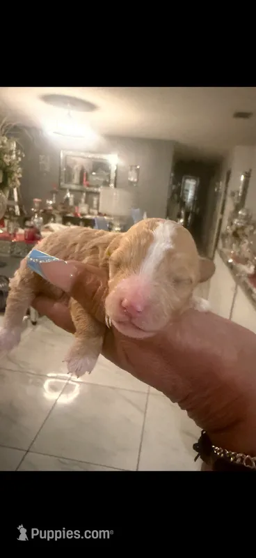 Lucy – Poodle - Toy  puppy for sale in Orlando, FL