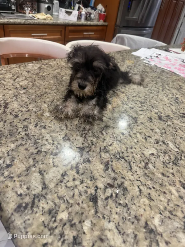 Minnie – Miniature Schnauzer puppy for sale in Orlando, FL