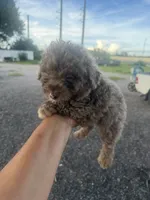 Loki, a male Poodle - Toy  for sale in Orlando, FL – 2 of 2