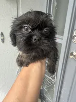 Pearl - Imperial , a female Shih Tzu for sale in Orlando, FL – 2 of 3