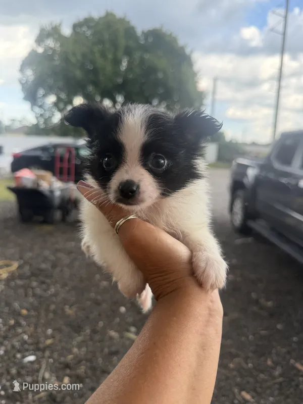 Louie  – Pomeranian puppy for sale in Orlando, FL