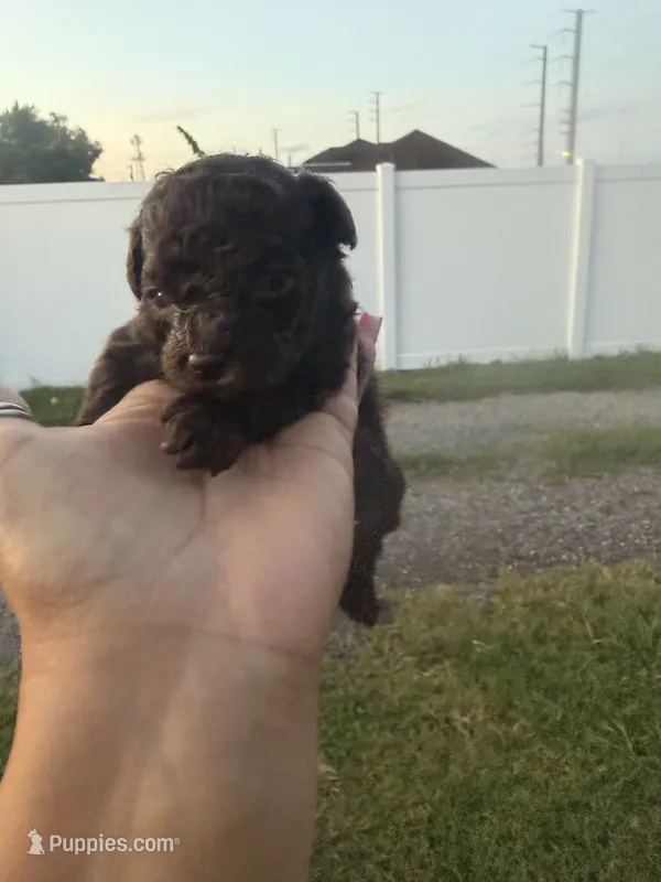 Mochi - pure Chocolate - AKC papers  – Poodle - Toy  puppy for sale in Orlando, FL