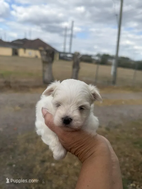 Tommy, a male Maltese for sale in Orlando, FL – Photo 1 of 3