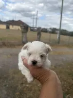 Tommy, a male Maltese for sale in Orlando, FL – Photo 1 of 3