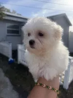 Tommy, a male Maltese for sale in Orlando, FL – Photo 2 of 2