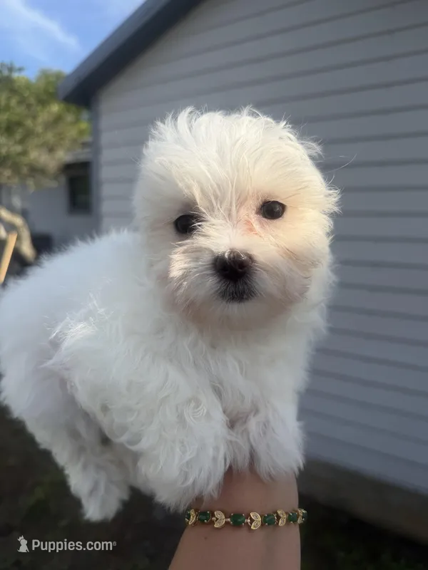 Tommy – Maltese puppy for sale in Orlando, FL