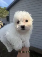 Tommy, a male Maltese for sale in Orlando, FL – Photo 1 of 2