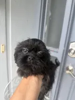 Pearl - Imperial , a female Shih Tzu for sale in Orlando, FL – 3 of 3
