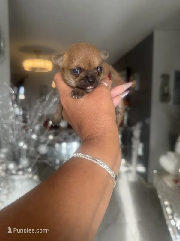 Lexie - AppleHead  – Chihuahua puppy for sale in Orlando, FL
