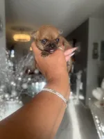 Lexie - AppleHead , a female Chihuahua for sale in Orlando, FL – 1 of 2