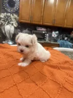 Tini, a female Maltese for sale in Orlando, FL – Photo 1 of 3