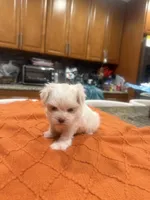 Tini, a female Maltese for sale in Orlando, FL – Photo 2 of 3