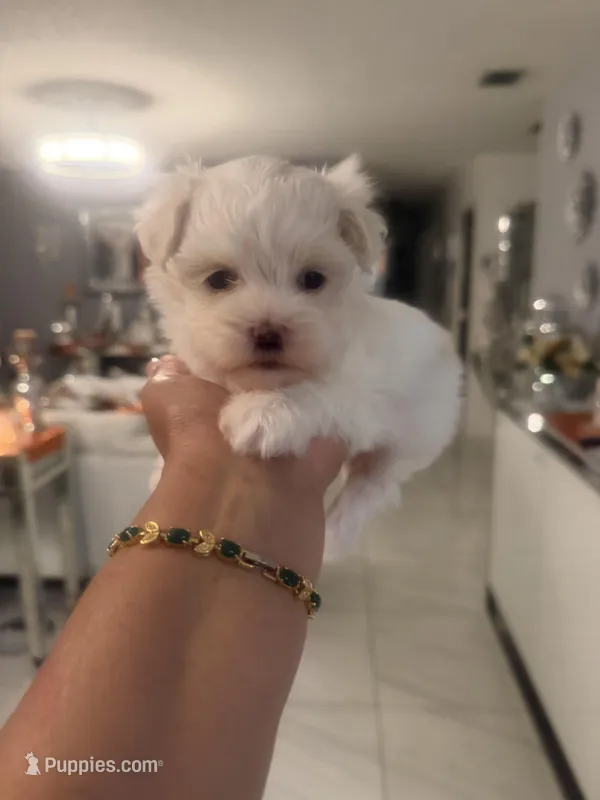 Tini – Maltese puppy for sale in Orlando, FL