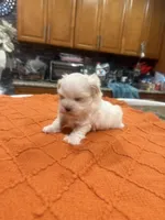 Tini, a female Maltese for sale in Orlando, FL – Photo 3 of 3