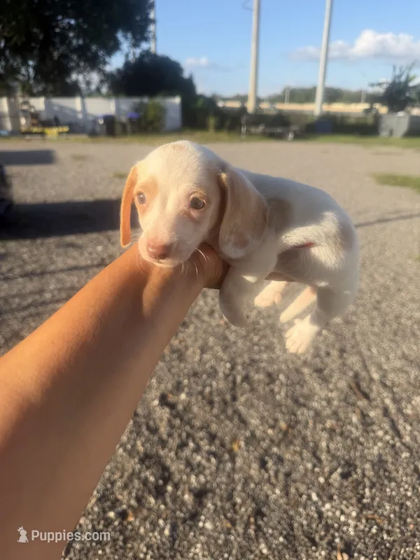 Nova – Miniature Dachshund puppy for sale in Orlando, FL