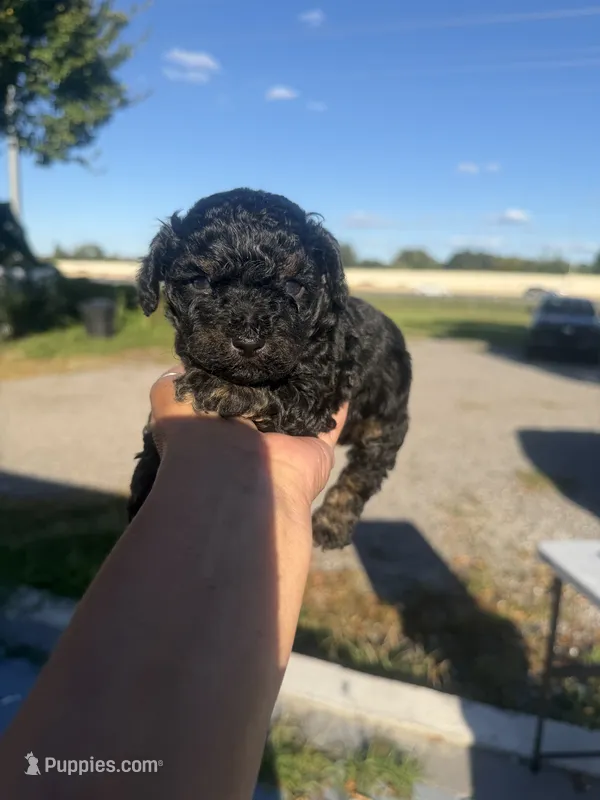 Rocky – Poodle - Toy  puppy for sale in Orlando, FL