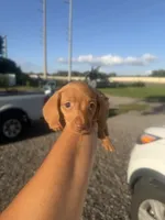 Banjo, a male Miniature Dachshund for sale in Orlando, FL – 2 of 3