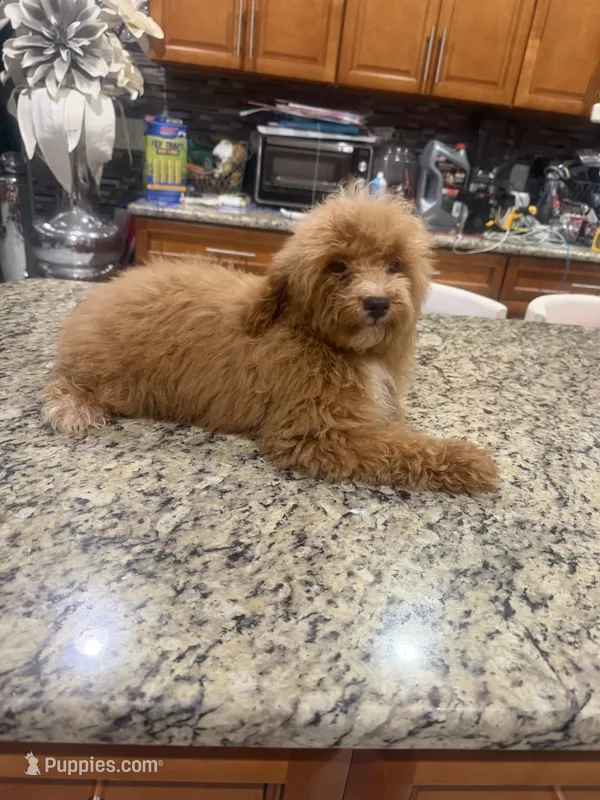 Chip – Poodle - Toy  puppy for sale in Orlando, FL