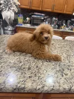 Chip, a male Poodle - Toy  for sale in Orlando, FL – 1 of 2