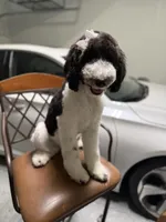 Lily , a female Goldendoodle for sale in Orlando, FL – Photo 1 of 2