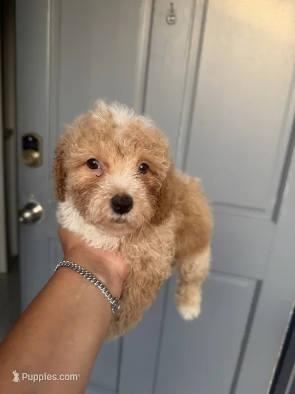 Trip - Toy Goldendoodle – Goldendoodle puppy for sale in Orlando, FL