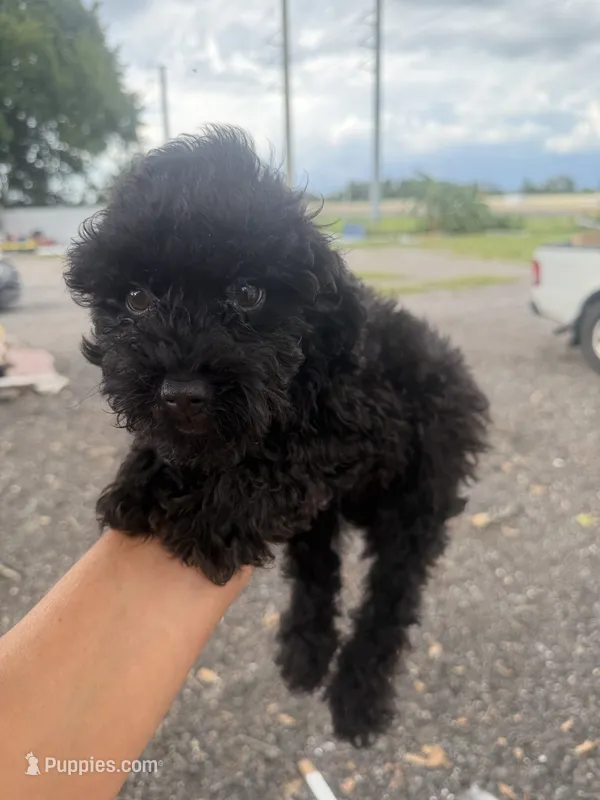 Toby – Poodle - Toy  puppy for sale in Orlando, FL
