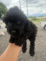 Toby, a male Poodle - Toy  for sale in Orlando, FL – 2 of 3