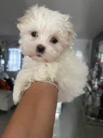 Toni, a female Maltese for sale in Orlando, FL – 2 of 2