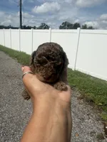 Otis, a male Poodle - Toy  for sale in Orlando, FL – 3 of 3