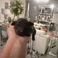 2 female AKC, a female Poodle - Toy  for sale in Orlando, FL – Photo 2 of 4