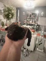 3 female AKC, a female Poodle - Toy  for sale in Orlando, FL – Photo 3 of 4