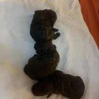 2 female AKC, a female Poodle - Toy  for sale in Orlando, FL – Photo 4 of 4