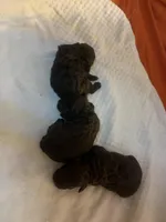 3 female AKC, a female Poodle - Toy  for sale in Orlando, FL – Photo 4 of 4