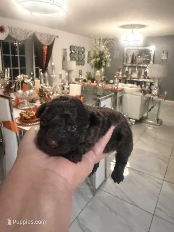 3 female AKC, a female Poodle - Toy  for sale in Orlando, FL – Photo 1 of 4