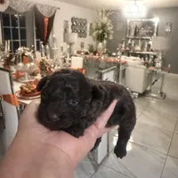 2 female AKC, a female Poodle - Toy  for sale in Orlando, FL – Photo 1 of 4