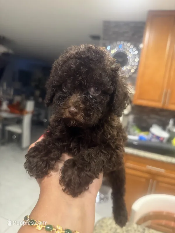 2 female AKC – Poodle - Toy  puppy for sale in Orlando, FL