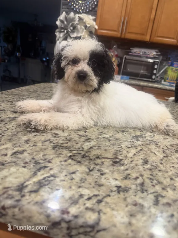 Dory - Toy Goldendoodle  – Goldendoodle puppy for sale in Orlando, FL