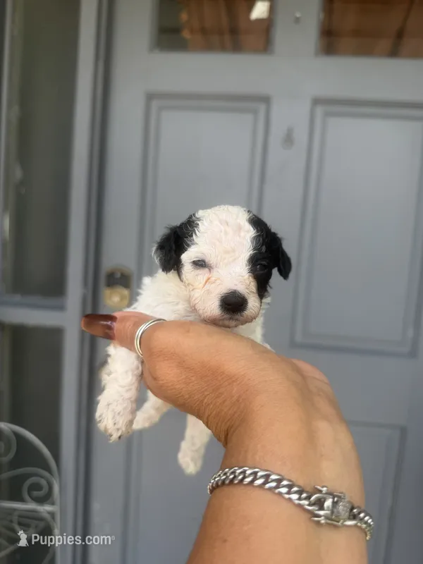 Dory - Toy Goldendoodle  – Goldendoodle puppy for sale in Orlando, FL