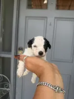Dory - Toy Goldendoodle , a female Goldendoodle for sale in Orlando, FL – 1 of 1