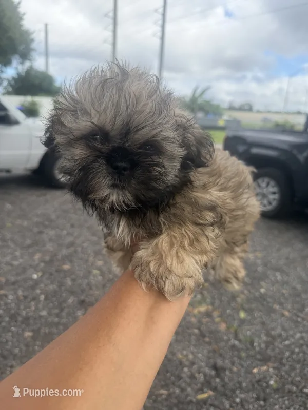 Coco - imperial  – Shih Tzu puppy for sale in Orlando, FL