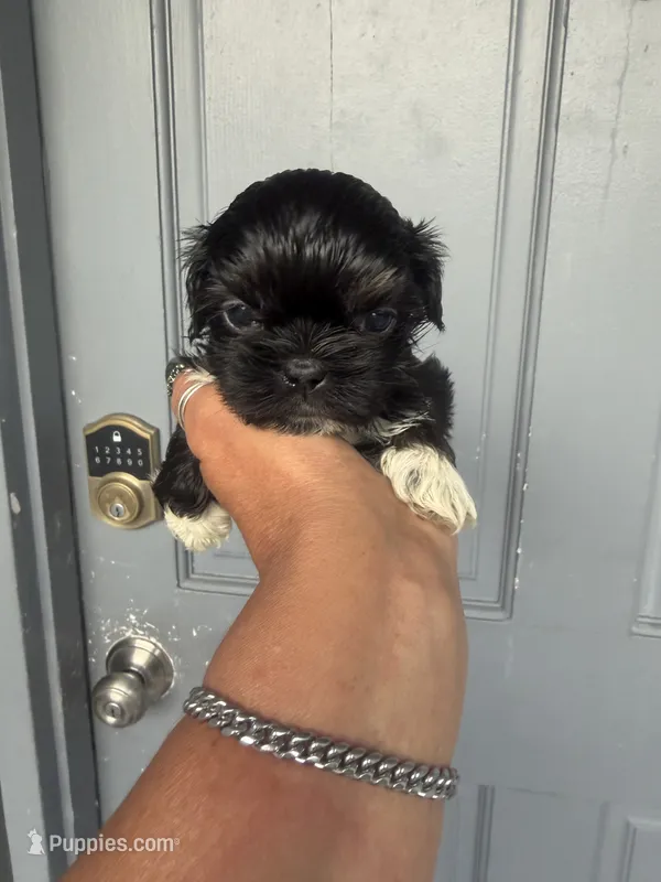 Milo - imperial  – Shih Tzu puppy for sale in Orlando, FL