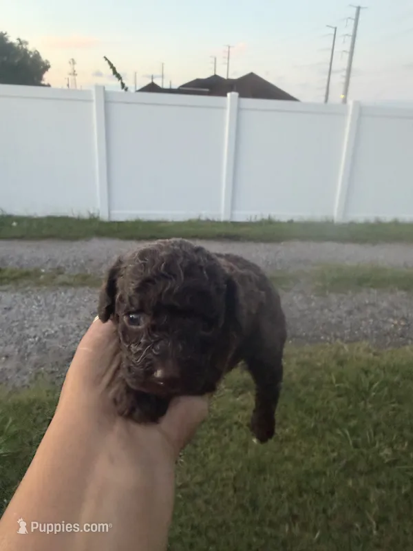 Teddy - Pure Chocolate- AKC Papers – Poodle - Toy  puppy for sale in Orlando, FL