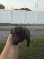 Teddy - Pure Chocolate- AKC Papers, a male Poodle - Toy  for sale in Orlando, FL – 1 of 1