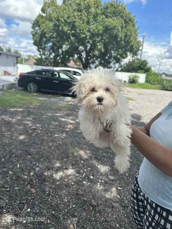 Charlie  – Maltese puppy for sale in Orlando, FL