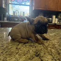 Sam, a male French Bulldog for sale in Orlando, FL – Photo 2 of 2