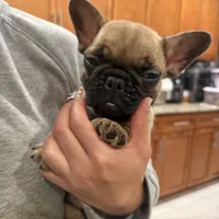 Sam, a male French Bulldog for sale in Orlando, FL – Photo 1 of 2