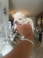 Stew - Apple head, a male Chihuahua for sale in Orlando, FL – 1 of 3