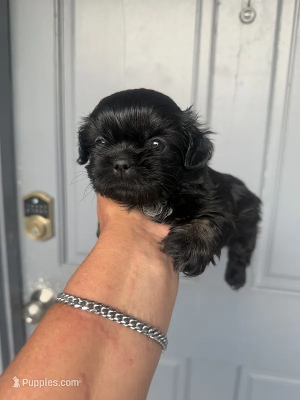 Pearl - Imperial  – Shih Tzu puppy for sale in Orlando, FL