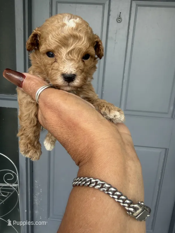 Chip – Poodle - Toy  puppy for sale in Orlando, FL